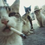 2a50ad89cc68173408cfc18bd7878e06