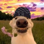 754d26d1cf2c87468539aa455082d4f6